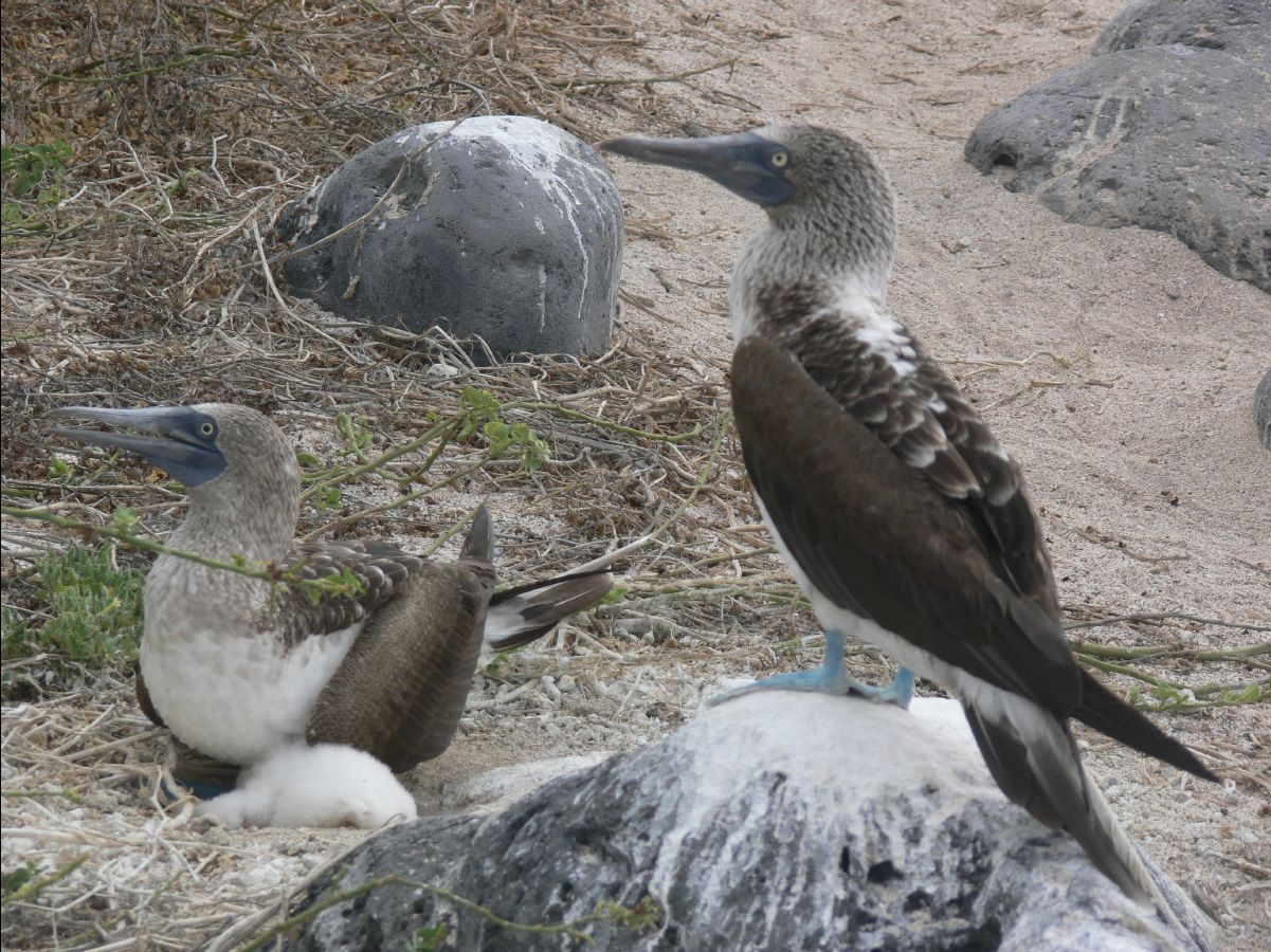 Blue footed booby157